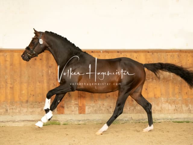 ZfdP Frühjahrskörung 24