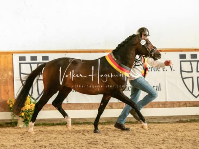 ZfdP Frühjahrskörung 25