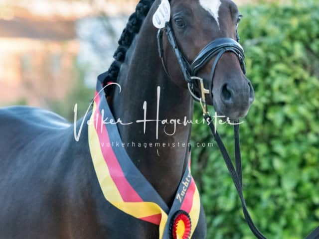 ZfdP Frühjahrskörung 27