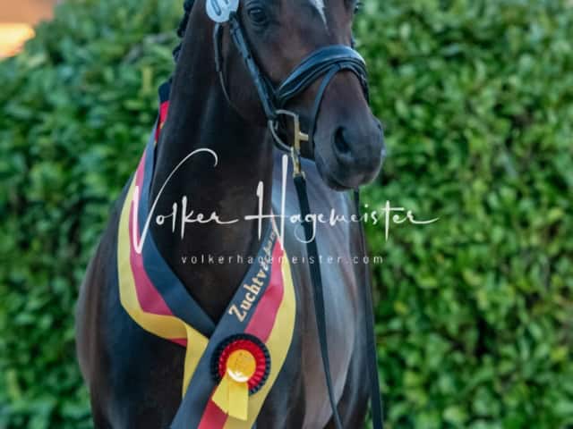 ZfdP Frühjahrskörung 28