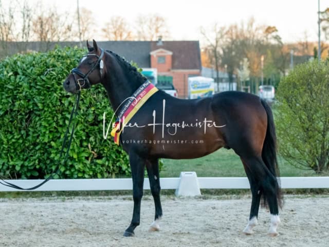 ZfdP Frühjahrskörung 29