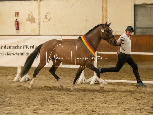 ZfdP Frühjahrskörung 6