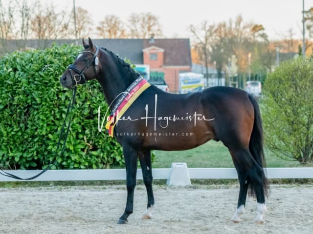 ZfdP Frühjahrskörung 2