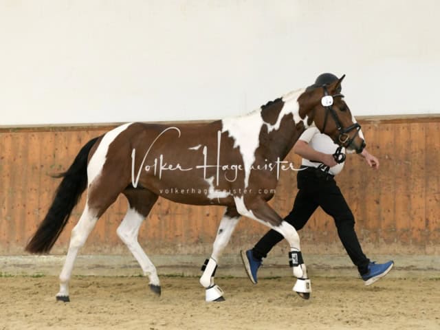 ZfdP Frühjahrskörung 7