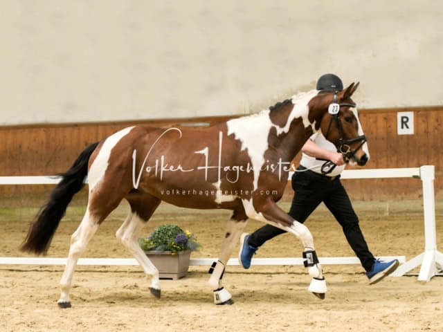 ZfdP Frühjahrskörung 8