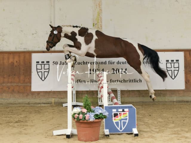 ZfdP Frühjahrskörung 9