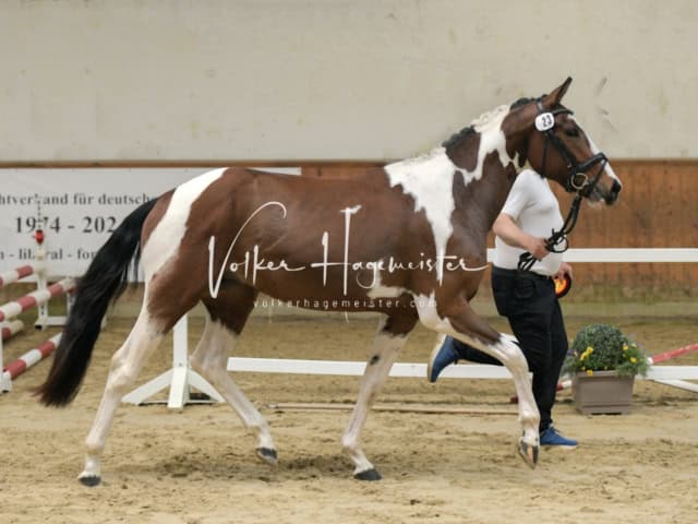 ZfdP Frühjahrskörung 10