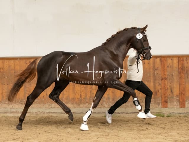 ZfdP Frühjahrskörung 11