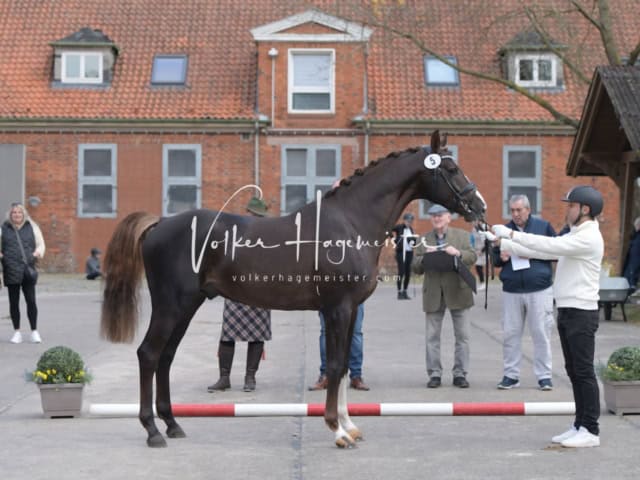 ZfdP Frühjahrskörung 12