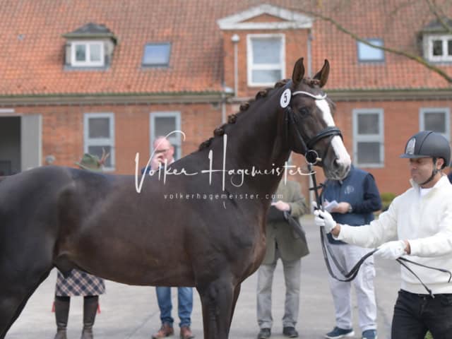 ZfdP Frühjahrskörung 13