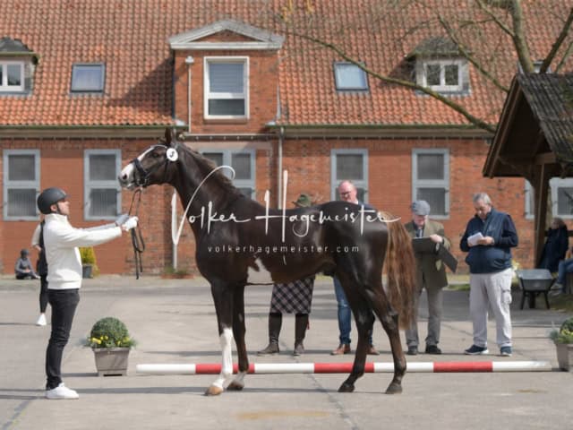 ZfdP Frühjahrskörung 14