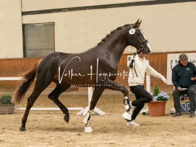 ZfdP Frühjahrskörung 16