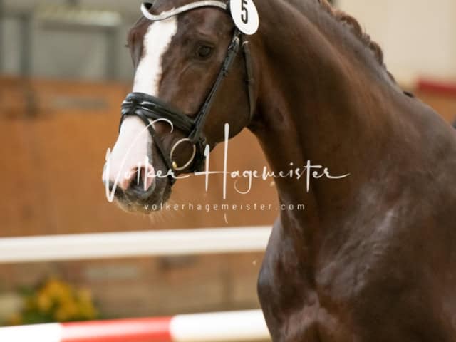 ZfdP Frühjahrskörung 17