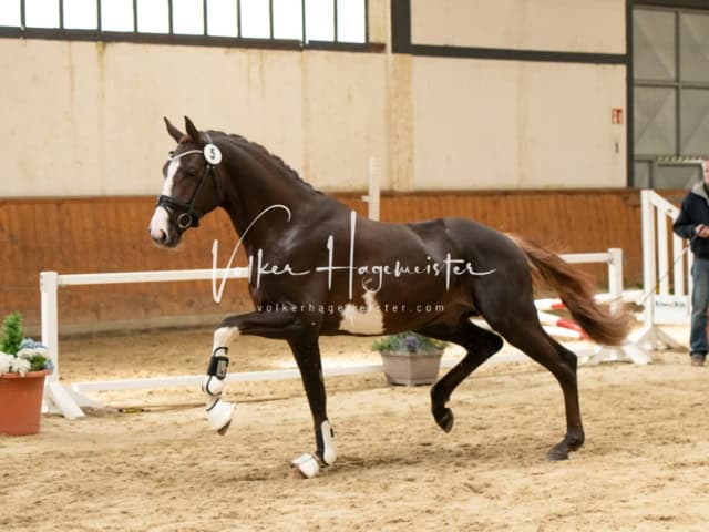 ZfdP Frühjahrskörung 18