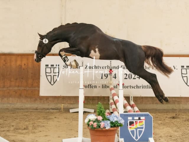 ZfdP Frühjahrskörung 19