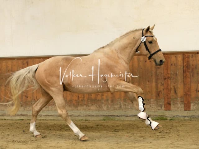 ZfdP Frühjahrskörung 23