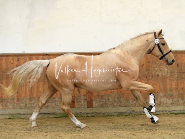 ZfdP Frühjahrskörung 24