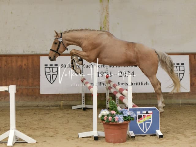 ZfdP Frühjahrskörung 26