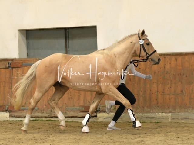 ZfdP Frühjahrskörung 27