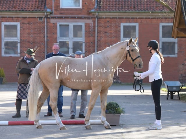 ZfdP Frühjahrskörung 28