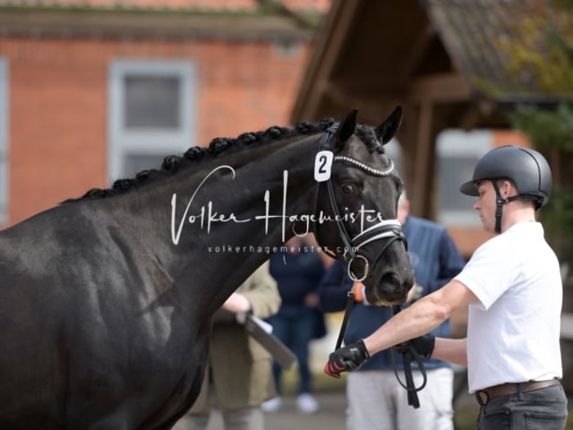 ZfdP Frühjahrskörung 29