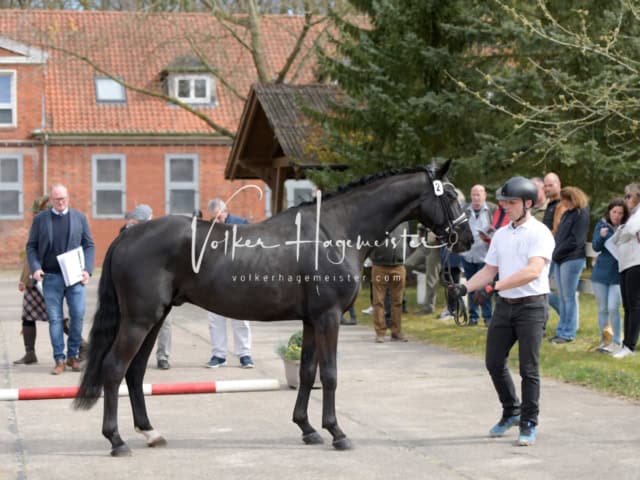 ZfdP Frühjahrskörung 30