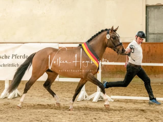 ZfdP Frühjahrskörung 2