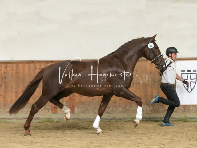 ZfdP Frühjahrskörung 3