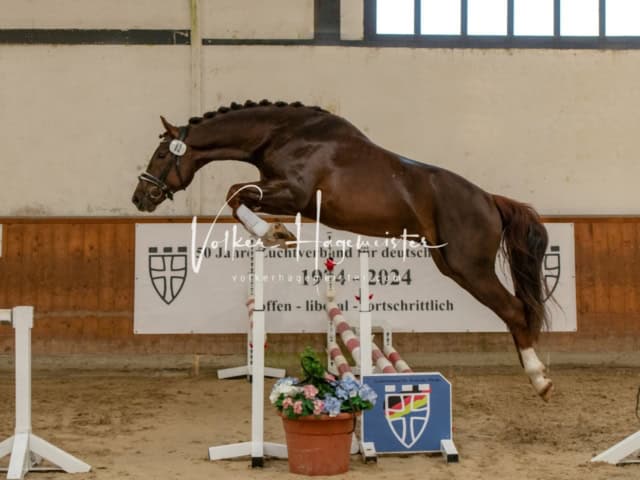 ZfdP Frühjahrskörung 4