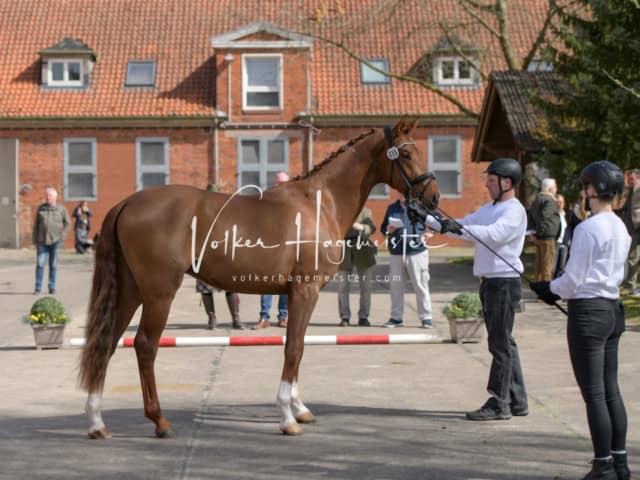 ZfdP Frühjahrskörung 5