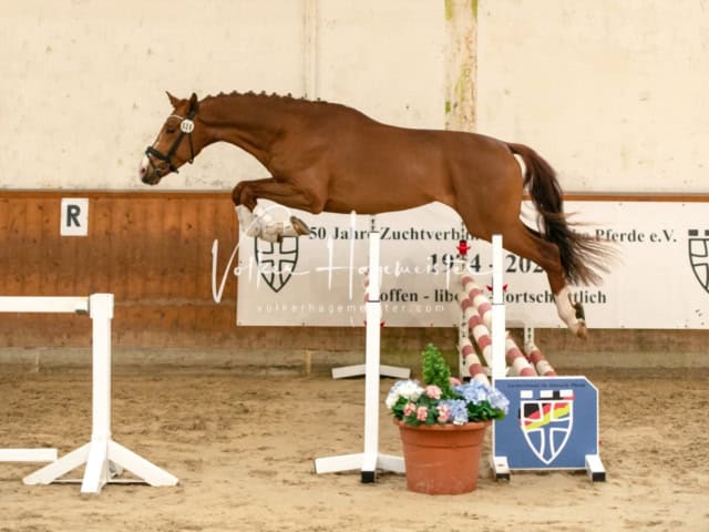 ZfdP Frühjahrskörung 7