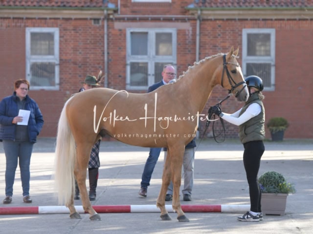 ZfdP Frühjahrskörung 2