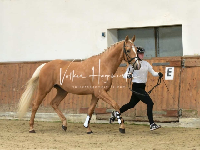 ZfdP Frühjahrskörung 3