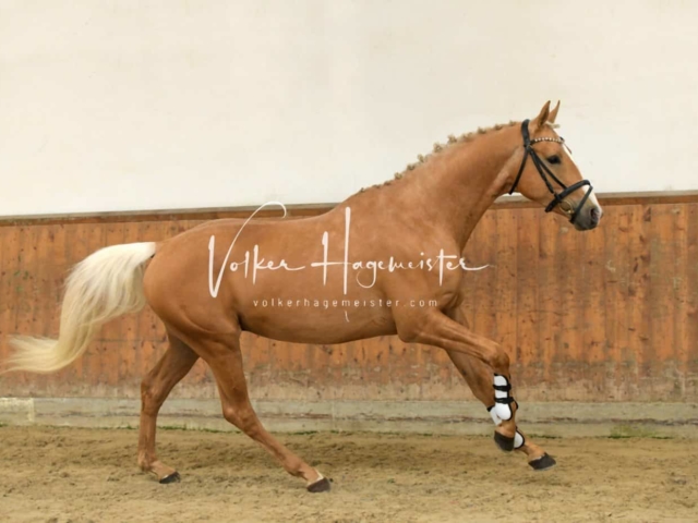 ZfdP Frühjahrskörung 4