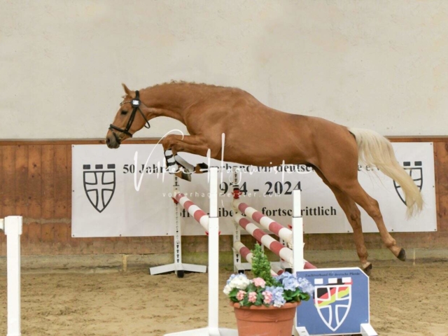 ZfdP Frühjahrskörung 5