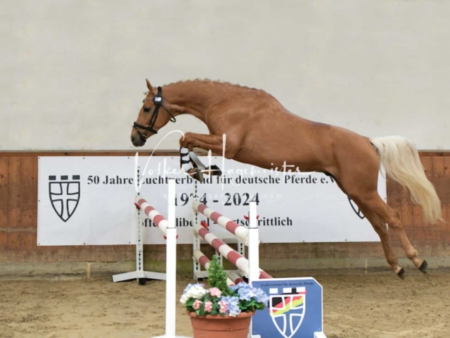 ZfdP Frühjahrskörung 6