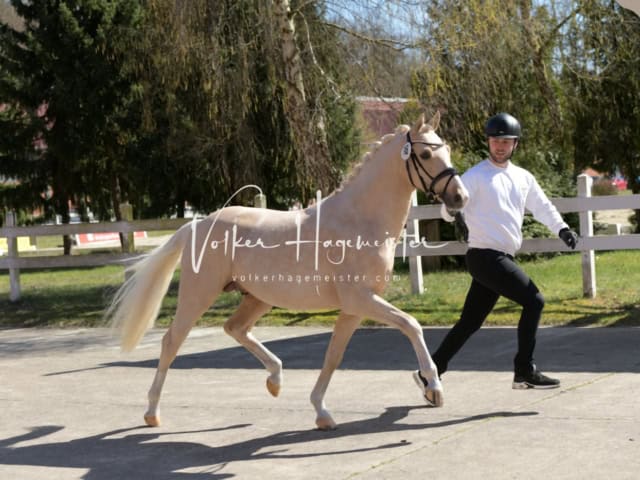 ZfdP Frühjahrskörung 9