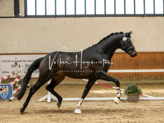 ZfdP Frühjahrskörung 15