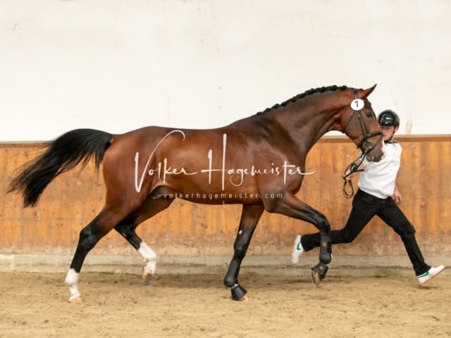 ZfdP Frühjahrskörung 12