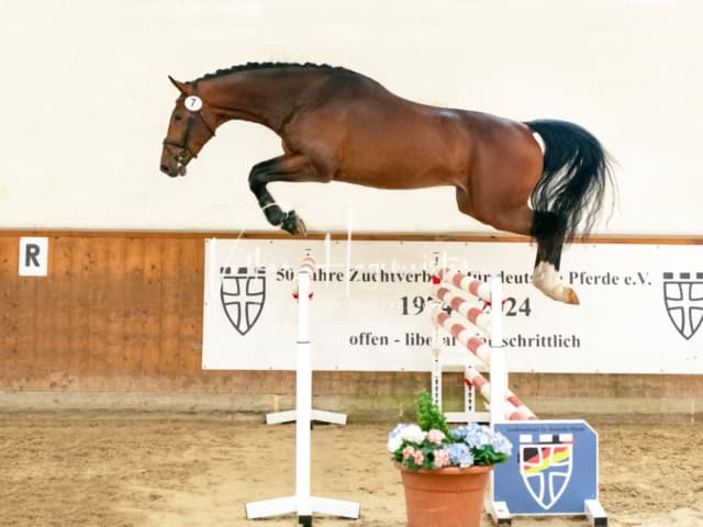 ZfdP Frühjahrskörung 13