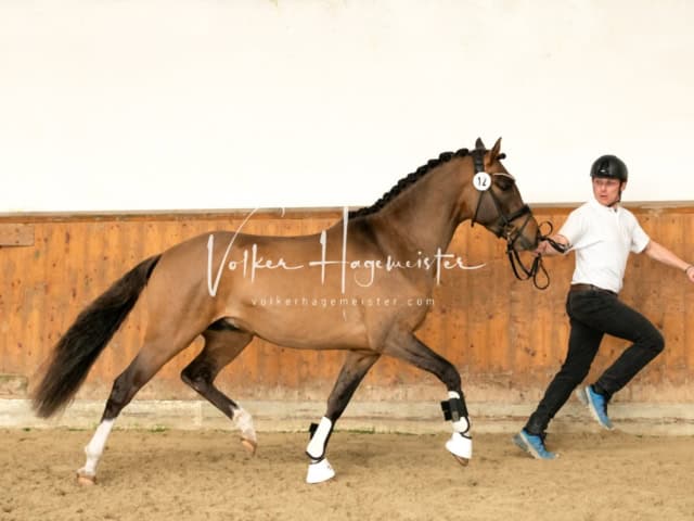 ZfdP Frühjahrskörung 14