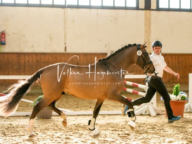 ZfdP Frühjahrskörung 15