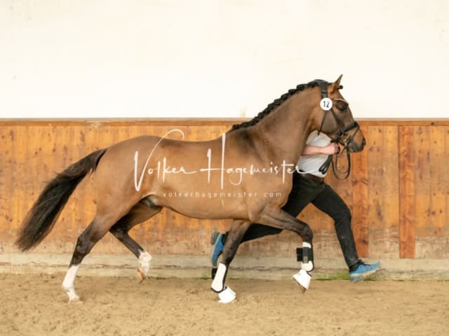 ZfdP Frühjahrskörung 16