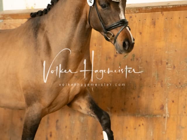 ZfdP Frühjahrskörung 17