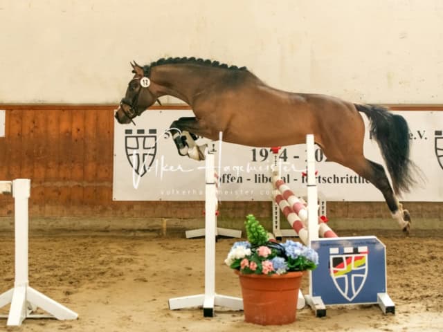 ZfdP Frühjahrskörung 18