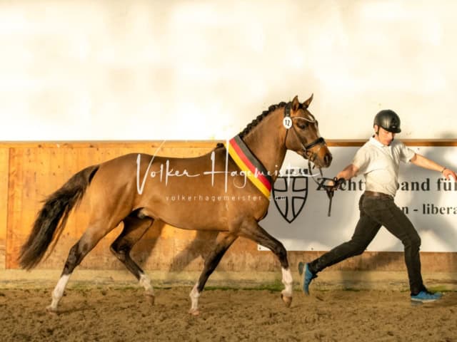 ZfdP Frühjahrskörung 19