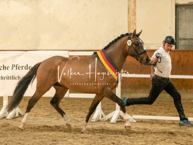 ZfdP Frühjahrskörung 20