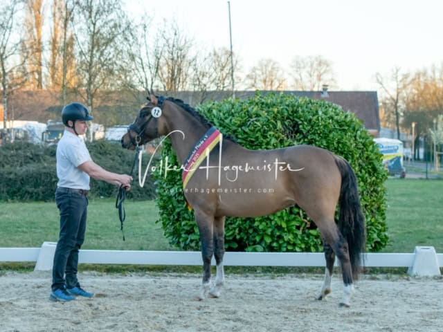 ZfdP Frühjahrskörung 21