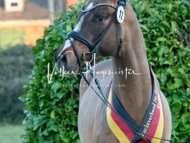 ZfdP Frühjahrskörung 22