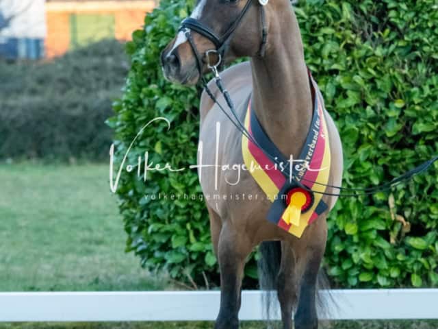 ZfdP Frühjahrskörung 23